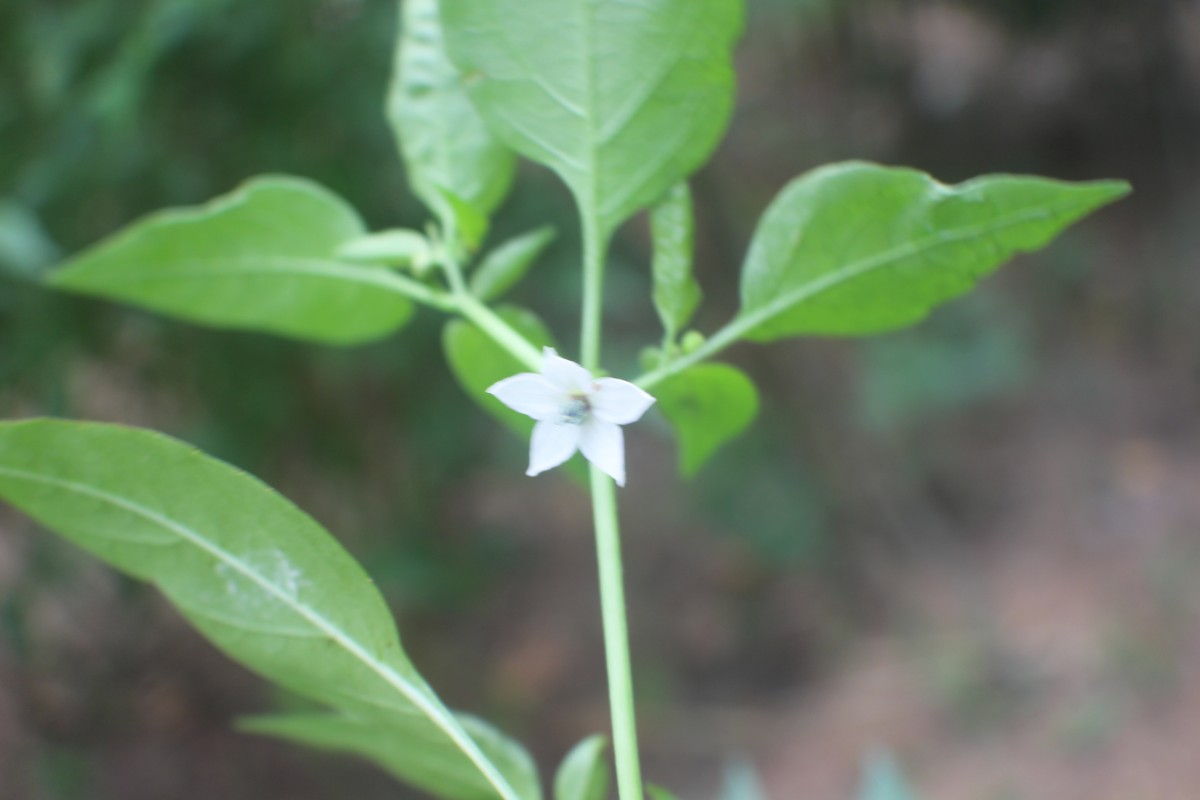 Capsicum